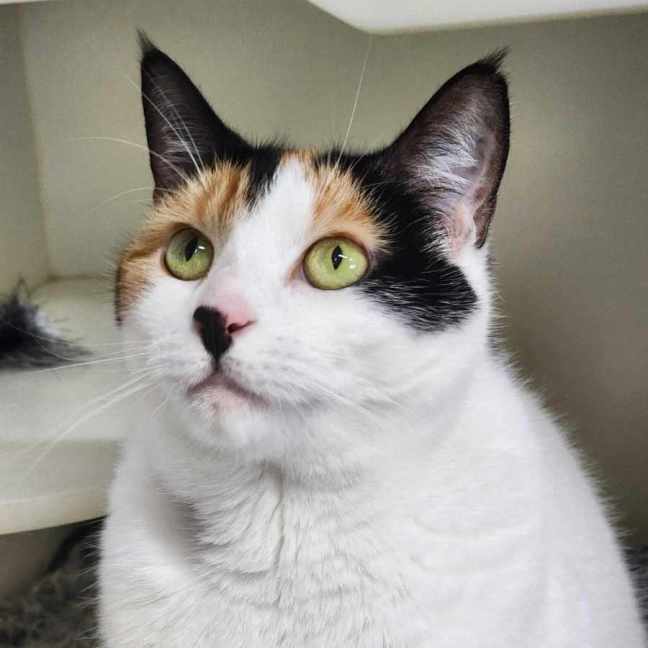 Photo of 🎡 Angelica 5623 🎡