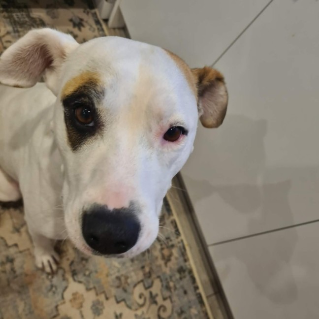 Photo of Penny