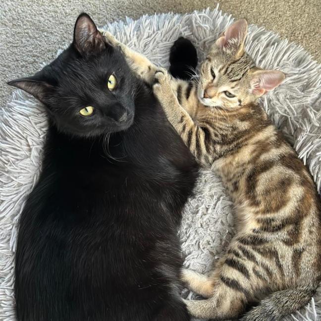 Photo of Oni (Brindle) And Nookie (Black)