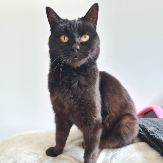 Photo of Lola (Aka Spot)