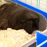 Photo of Louis (Desexed) 