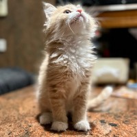 Photo of Apollo   In Foster Care In Lower Plenty