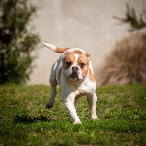 Floyd - French Bulldog