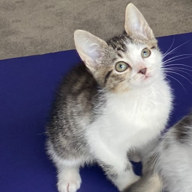 Photo of Alfie   Reduced Adoption Fee