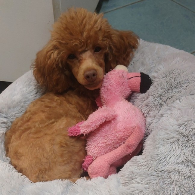 Photo of Cinnamon