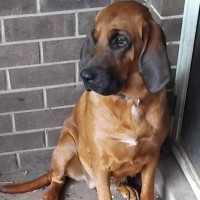 Photo of Dixie & Daisy