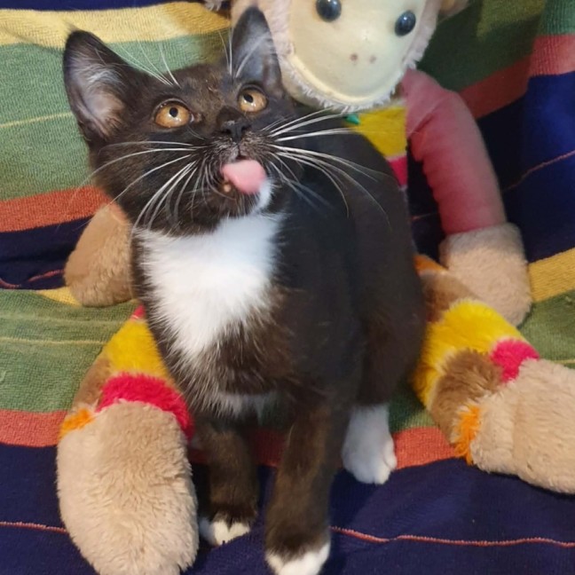 Photo of Socks