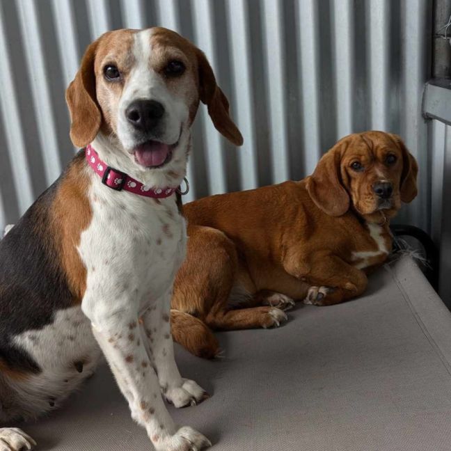 Photo of Ginger & Amy