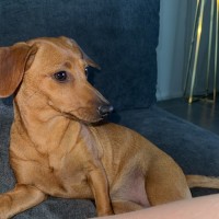 Photo of Daisy