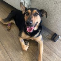 Photo of Benji