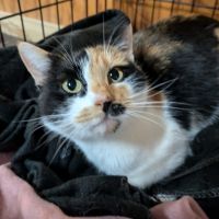 Photo of Nova