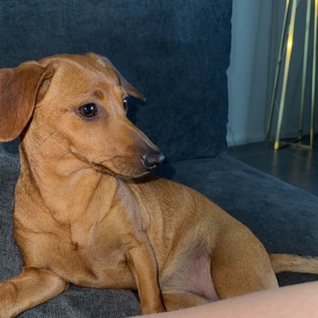 Photo of Daisy