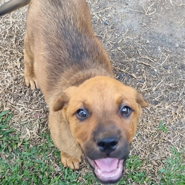 Photo of Lemon