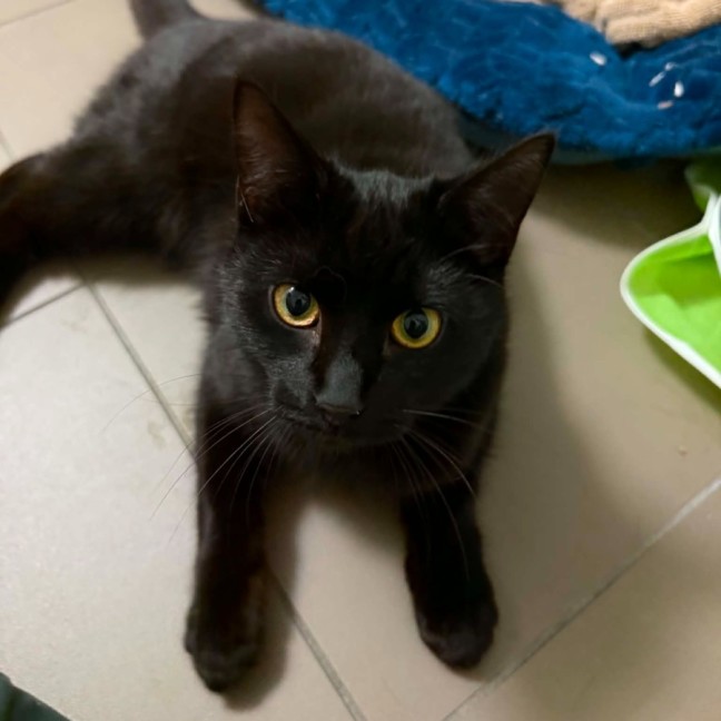 Photo of Stella