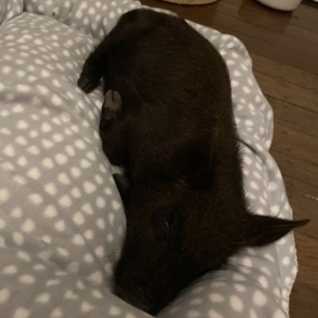 Photo of Pig