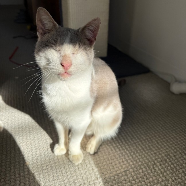 Photo of Jelly Bean