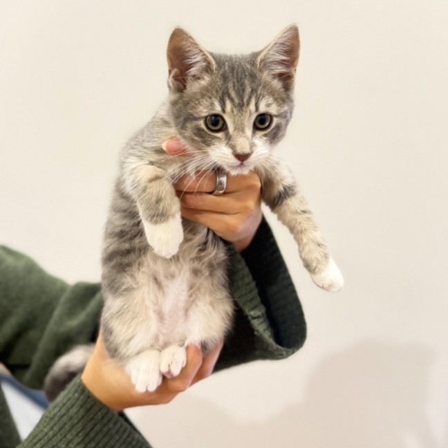 Photo of Crackle