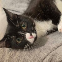 Photo of Princess Pearl   In Foster Care In Healesville