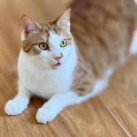 Photo of Peach