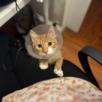 Photo of Goose