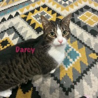 Photo of Darcy & Cy