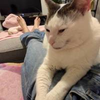 Photo of David Bowie 