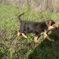 Photo of Fudge