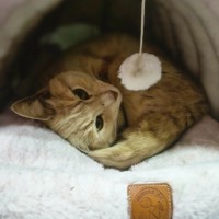 Photo of Tigger ** 2nd Chance Cat Rescue**