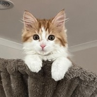 Photo of Gin Gin