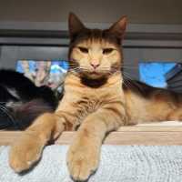 Photo of George Weasley