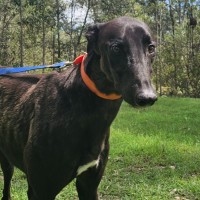 Photo of Jugger