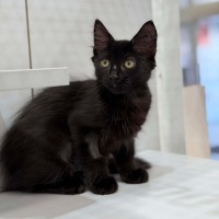 Photo of Salem