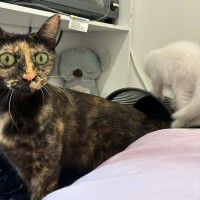Photo of Delilah