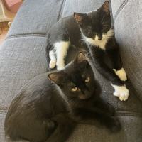 Photo of Dallas ** 2nd Chance Cat Rescue**