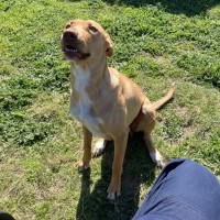 Photo of Sadie
