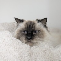 Photo of 🎀 Cleo 6172 🎀