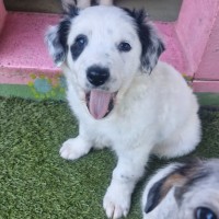 Photo of D1185 Pirate