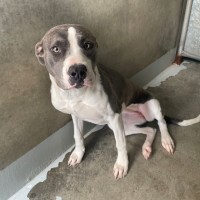 Photo of Ivory