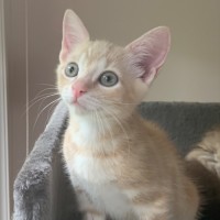 Photo of Lennox 💙🦕🔵