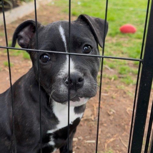 Muffin - Staffordshire Bull Terrier Dog