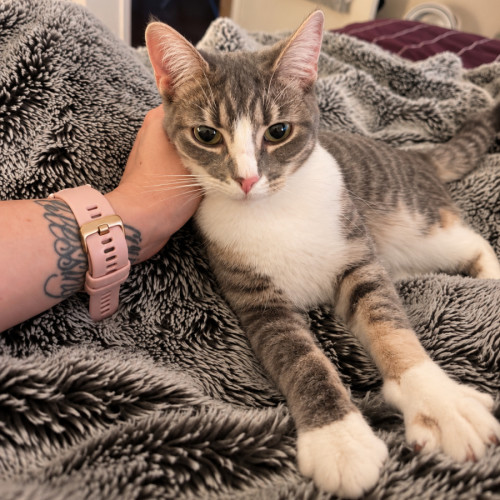 Lucia 💕 - Domestic Short Hair (DSH) Cat