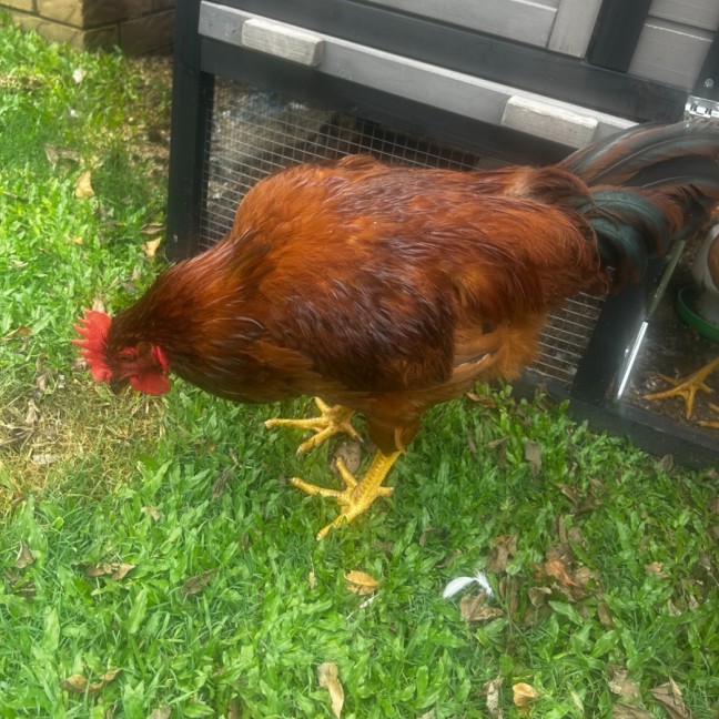 Photo of Chocolate The Rooster