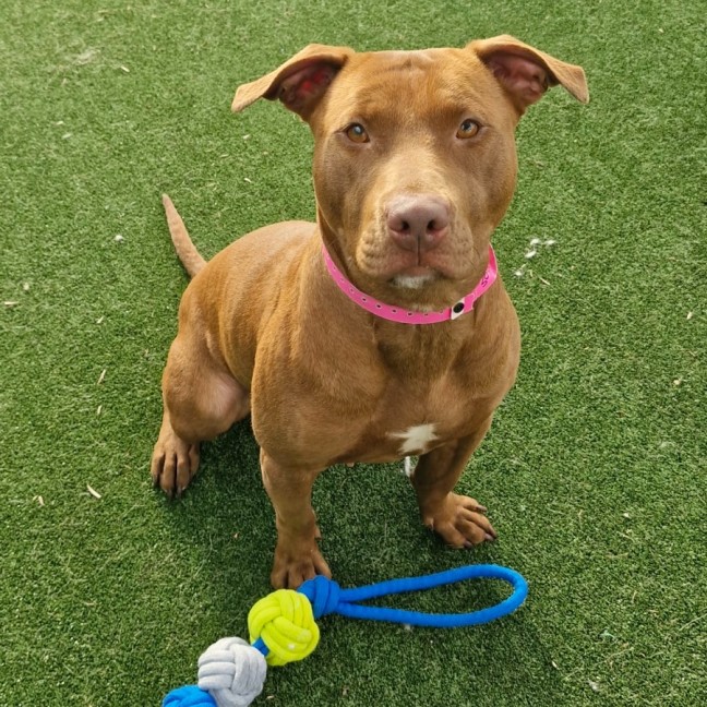 Photo of Poot Imp 3044