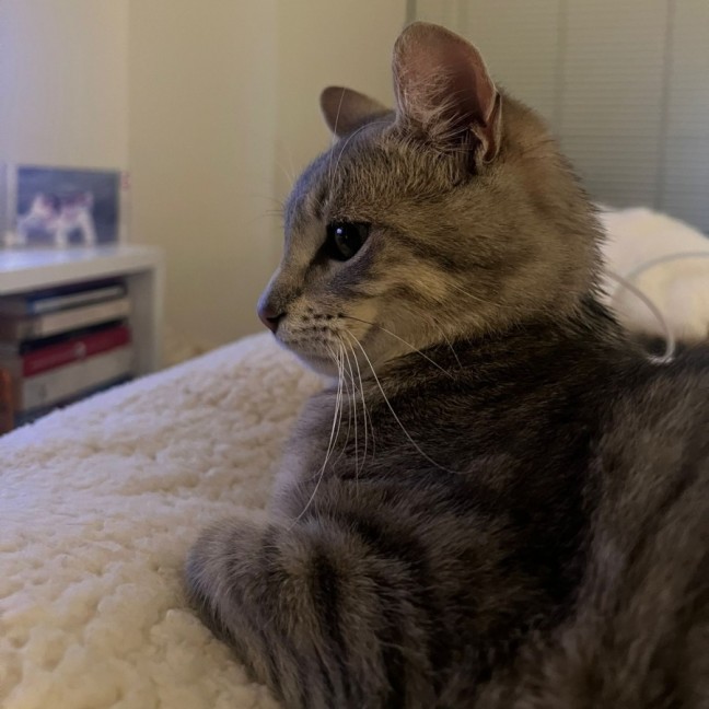 Photo of Romeo 