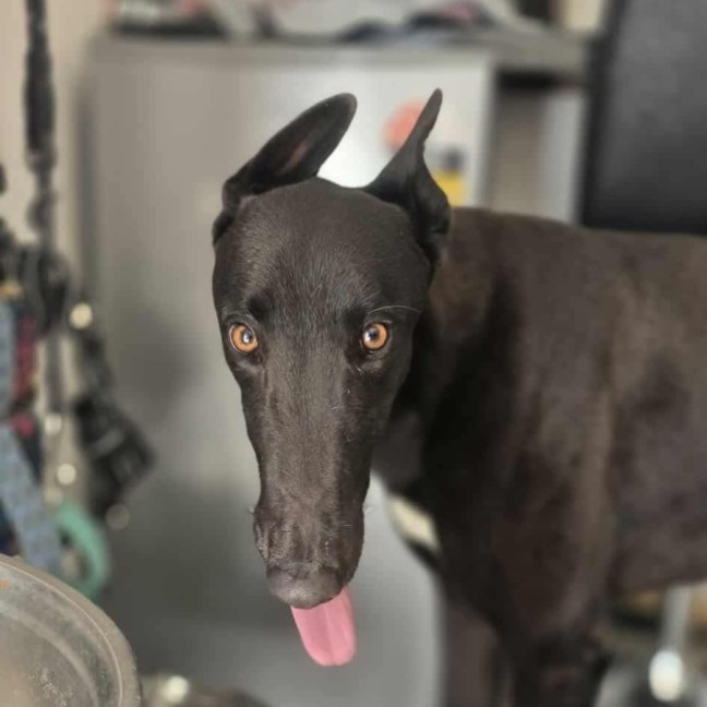 Photo of Connor, The Greyhound 