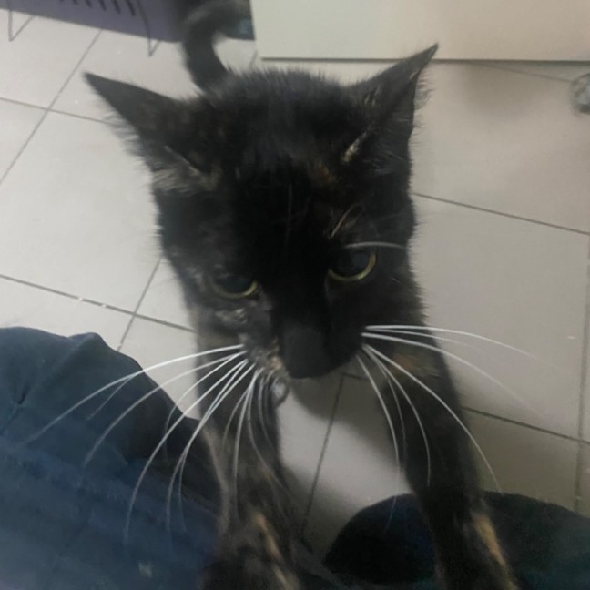 Photo of Ambessa **2nd Chance Cat Rescue**