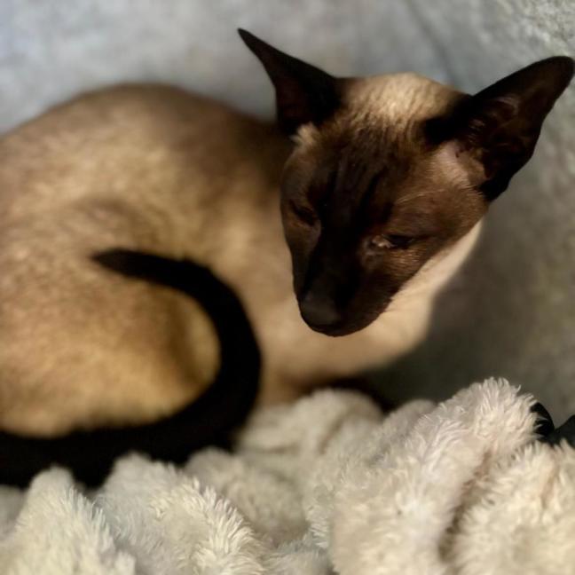 Photo of Sweetie Pie