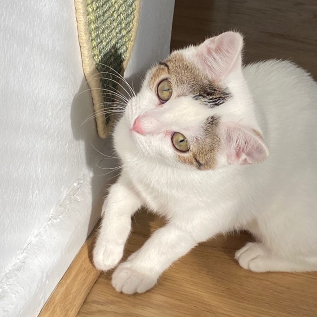 Photo of Snowey