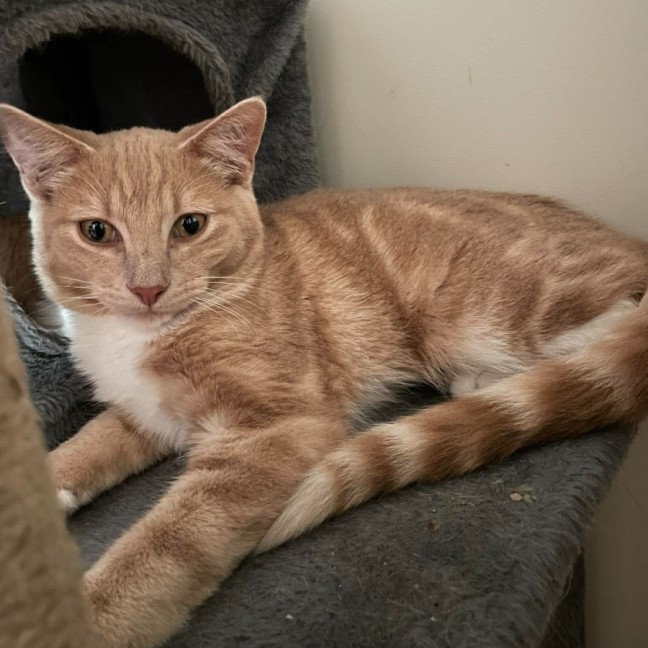Photo of Wasabi