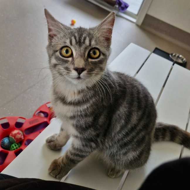 Photo of C1476 Ishka